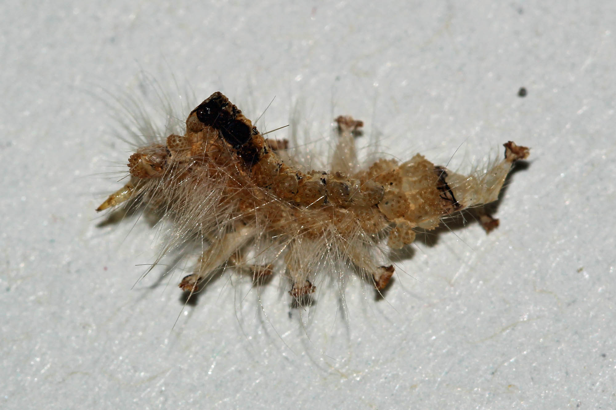 bruchi in nidi di uccello